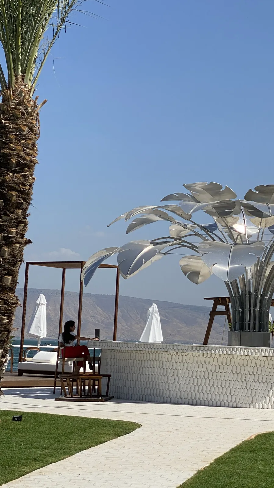 Midday — silver leaves overhead beside the palm, a guest at the shaded table.